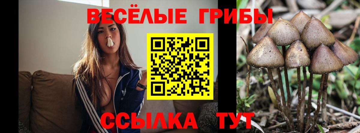 Псилоцибиновые грибы мицелий  Вход с VPN  Галлюциногенные грибы GOLDEN TEACHER  Советск 